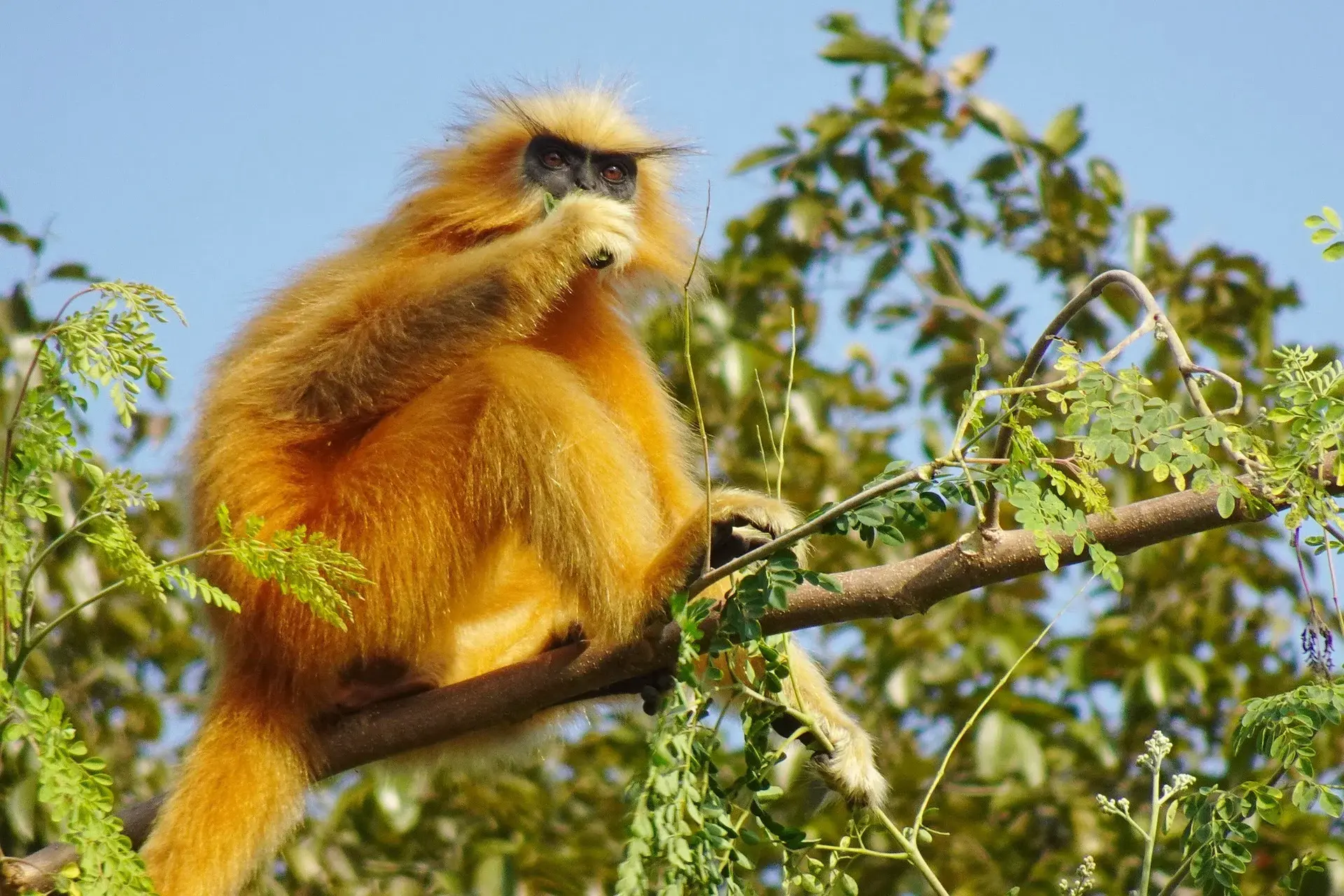 Rwanda's Golden Monkey Species Safari