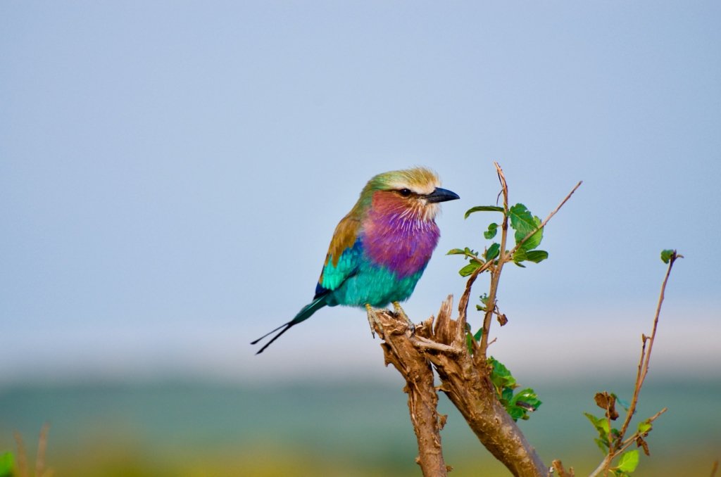 Safe Birding Safaris in Rwanda