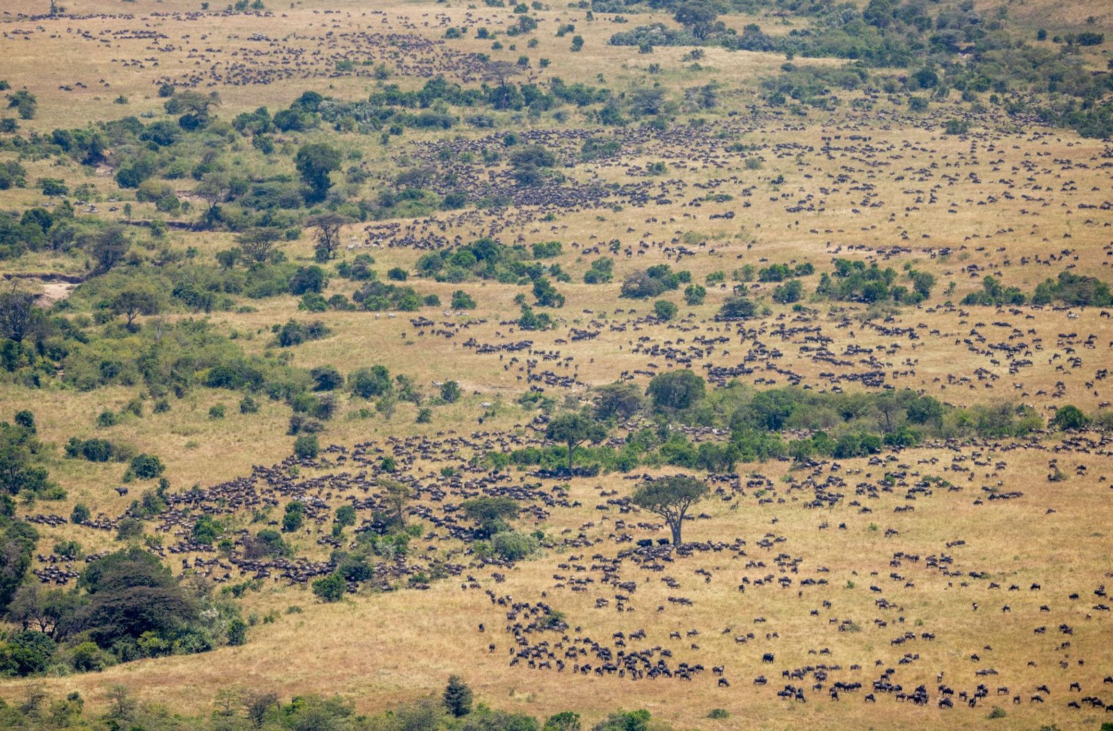 The Rwanda Safari and Serengeti Combination is unique because it connects two completely different but perfectly complementary ecosystems into one well-planned itinerary. Rwanda is known for its dense forests, volcanic landscapes, and rare primate encounters, while the Serengeti is famous for its vast open plains, predator action, and the world-renowned Great Migration.