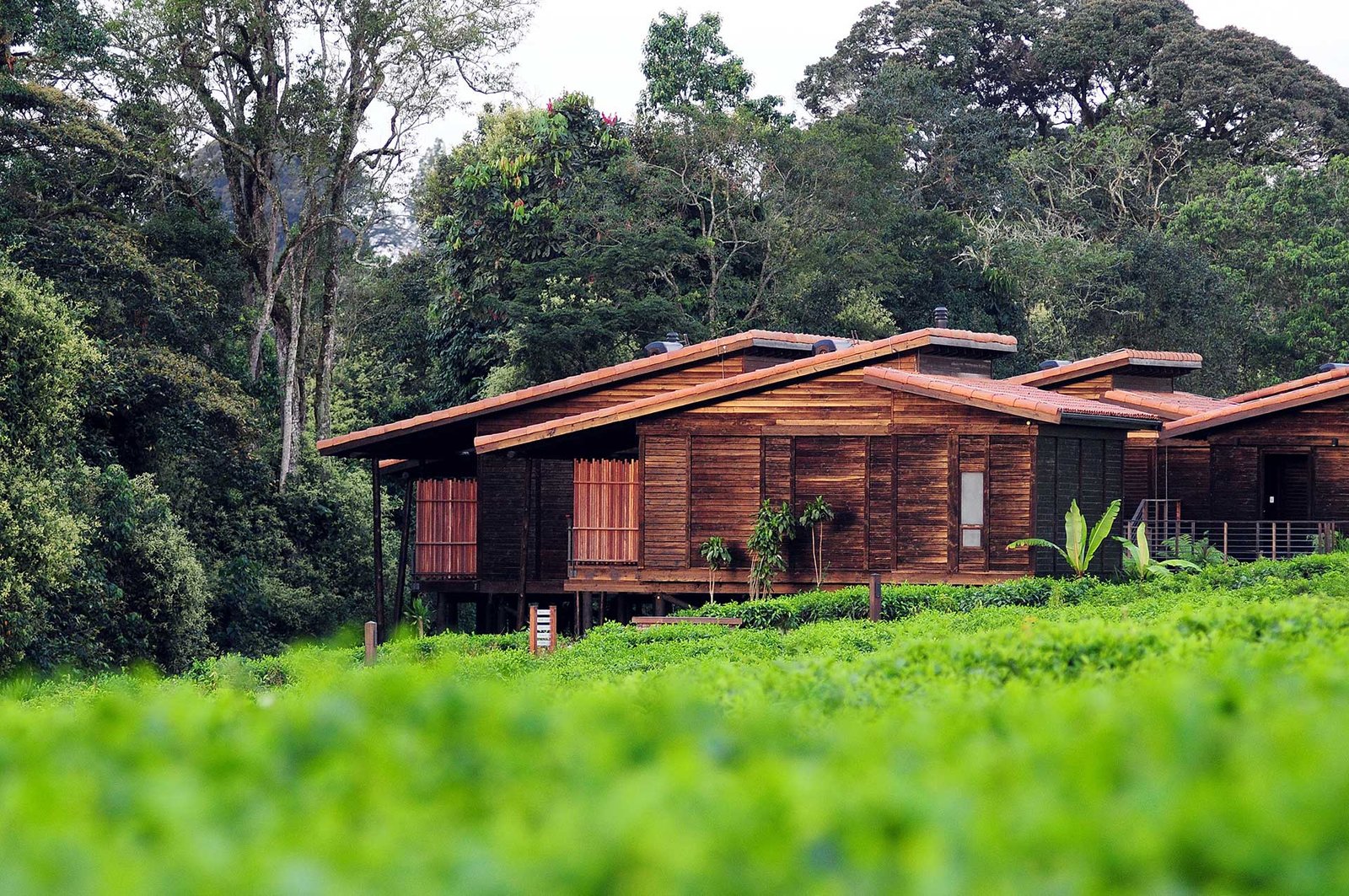 Choosing Emerald Nyungwe Lodge means experiencing one of Rwanda's most elegant rainforest retreats, where luxury, sustainability, breathtaking scenery, and personalized hospitality come together to create an unforgettable safari experience. Nestled among rolling tea plantations and overlooking the ancient rainforest of Nyungwe National Park, the lodge offers guests a tranquil escape that perfectly balances adventure with relaxation. Whether you are visiting Rwanda for chimpanzee trekking, birdwatching, photography, or simply to unwind in nature, the lodge provides an exceptional setting surrounded by some of the country's most spectacular landscapes.