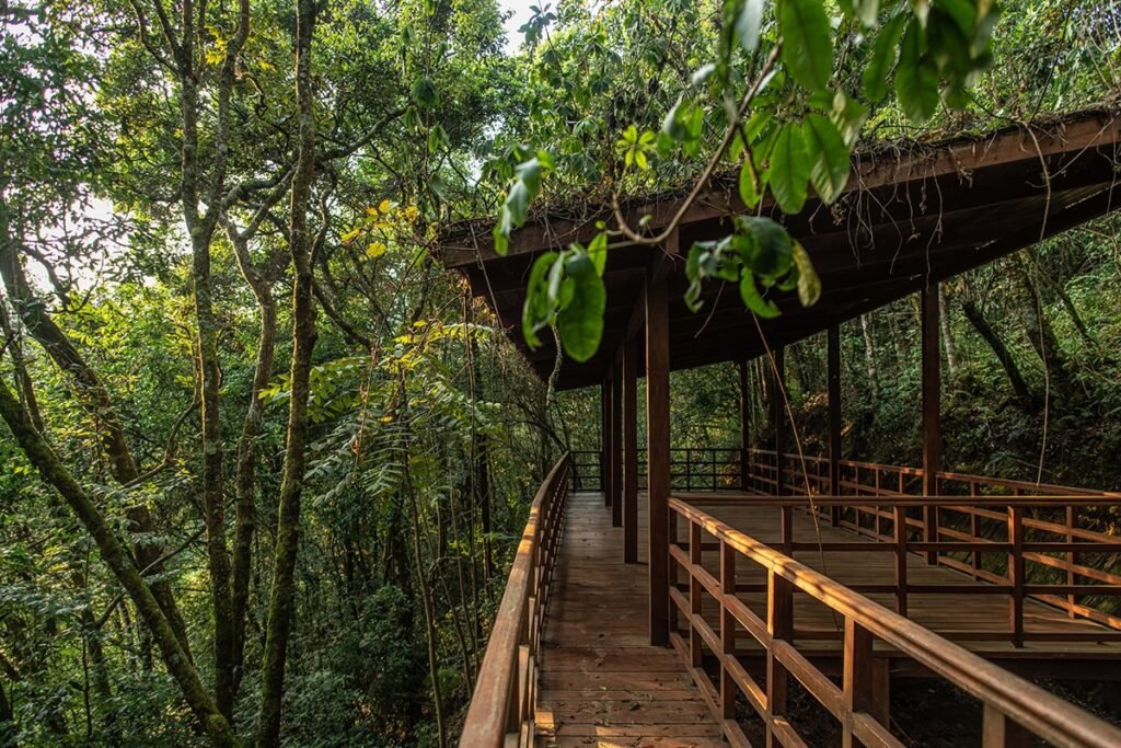 The Uwinka Campsite Lodge Area is surrounded by one of the most pristine rainforest ecosystems remaining in Africa. Towering indigenous trees, giant ferns, moss-covered branches, bamboo forests, flowering orchids, and countless medicinal plants create a spectacular environment that supports extraordinary biodiversity.