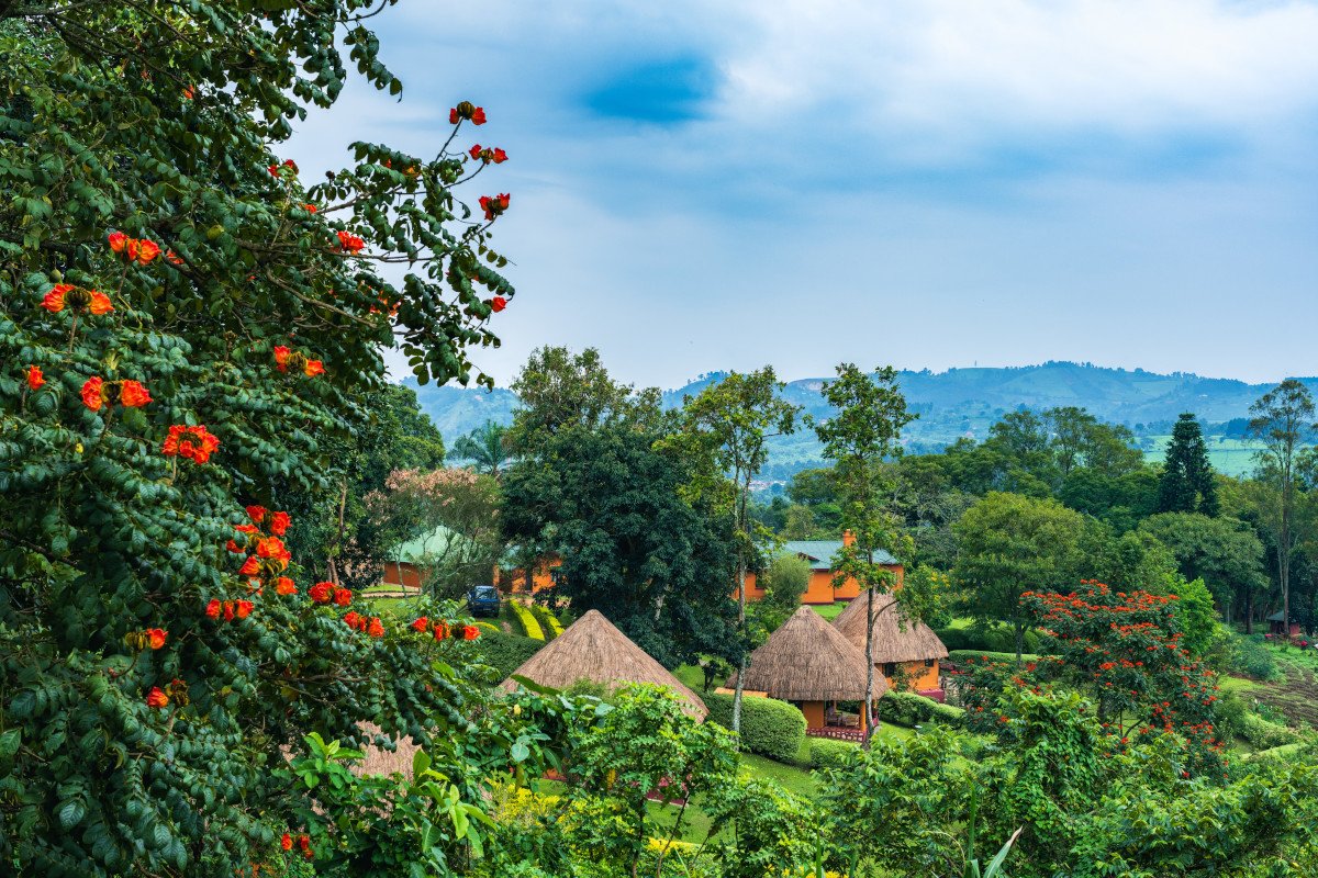 Chimpanzee Lodge enjoys a strategic location near Nyungwe National Park in Rwanda's scenic southwestern region, providing visitors with convenient access to one of Africa's oldest and most biologically diverse tropical rainforests. Surrounded by rolling tea plantations, lush indigenous forests, mountain landscapes, and welcoming rural communities, the lodge offers guests an authentic rainforest experience while remaining easily accessible from Rwanda's main tourism routes.