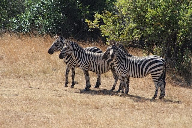 9 Days Luxury Rwanda Gorilla Trekking Nyungwe and Akagera Safari