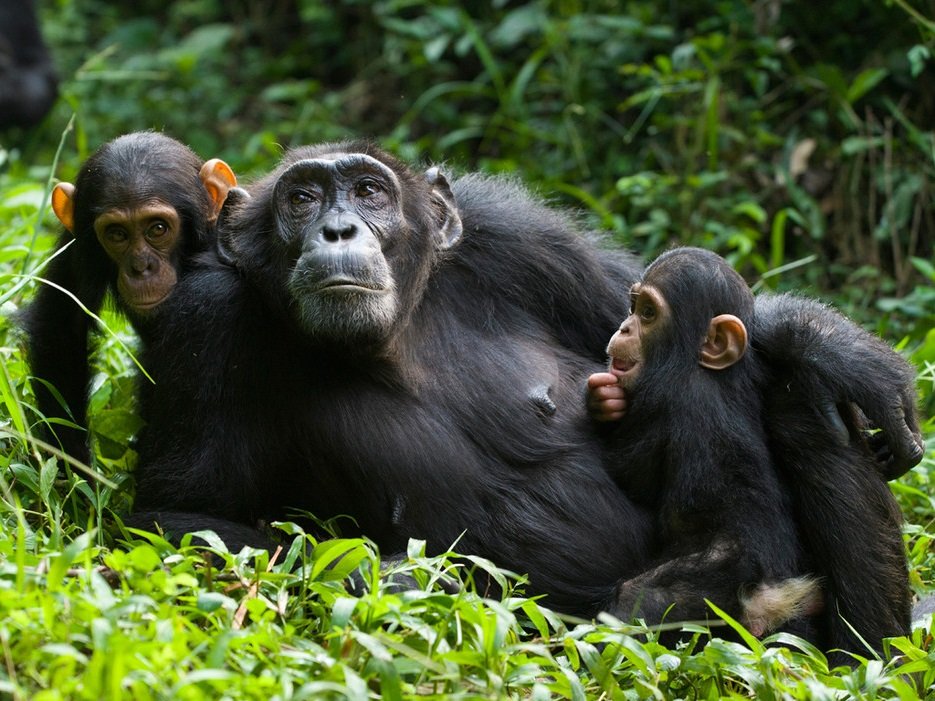 6 Days Luxury Gorilla Trekking and Chimpanzee Safari Rwanda