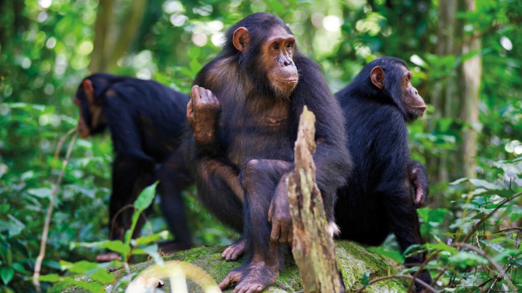 7 Days Luxury Rwanda Gorilla Trekking Safari