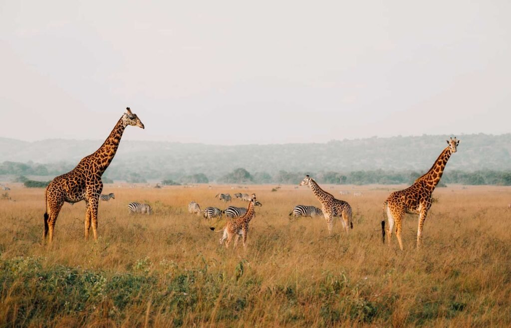10 Days Luxury Rwanda Gorilla Trekking and Complete Rwanda Safari