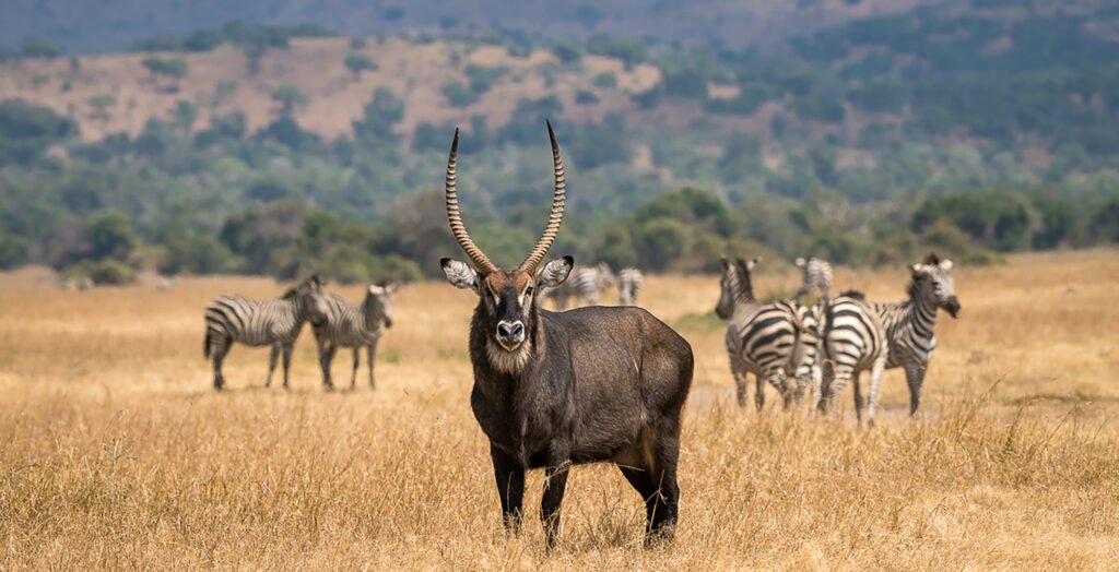 9 Days Luxury Rwanda Gorilla Trekking Nyungwe and Akagera Safari